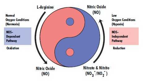 Nitric-Oxide-Pathways